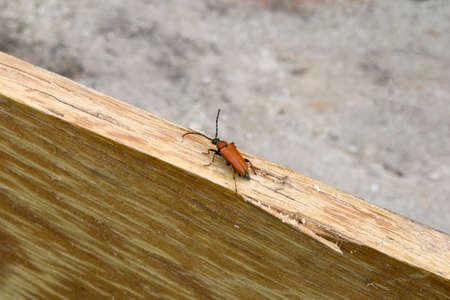 Pyrrhidium sanguineum red beetle on wood and blurred backgroundの写真素材