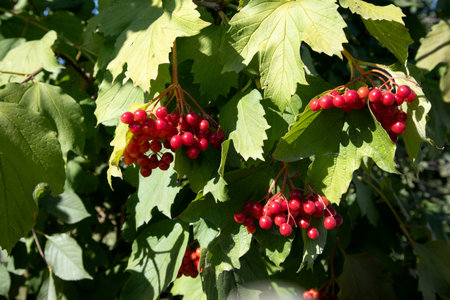 Red berries of viburnum on a bush in the forest. Branch of red Viburnum in the garden. Viburnum...