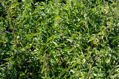 fresh nettle leaves. botanical pattern. green leaves background on sunny day in garden
