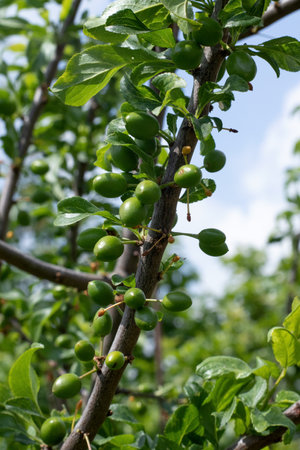 Close up of a branch of unripe ovary of cherry-plum fruit on tree in garden Young, green plums Blurred green backgroundの写真素材
