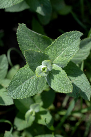 Oregano bright green furry new leaves Origanum vulgare. Fresh oregano growing in the herb garden....