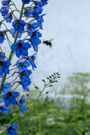 Bumblebee flies to the blue delphinium in sunny gardenの写真素材