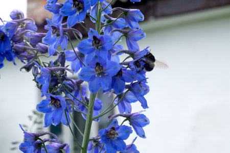 Bumblebee flies to the bright blue delphinium in sunny gardenの写真素材