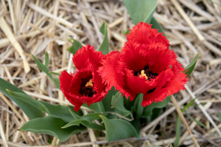 Bright red tulip in a sunny meadow with blurry background close upの写真素材
