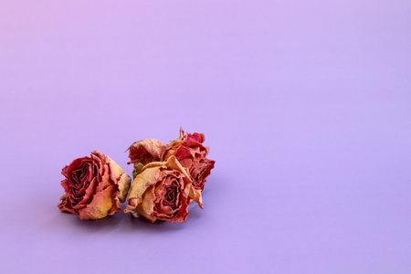 Dried Pink Rose Buds on light purple backgroundの写真素材