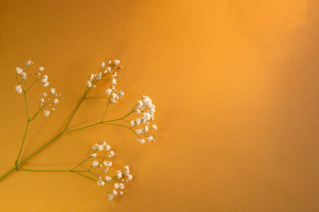 Beautiful gypsophila or baby's breath flowers on beige background, flat lay. Space for text. Dried flowers isolated on beige background.の写真素材