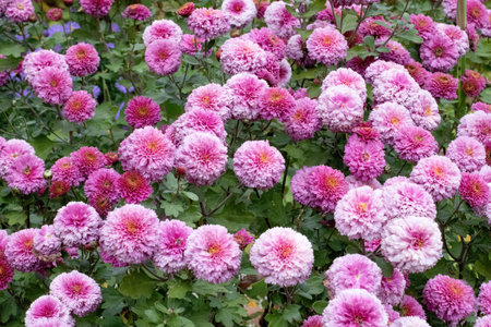 Close-up shot of a bunch of pink chrysanthemums, Chrysanthemum flower pattern in a flower garden...
