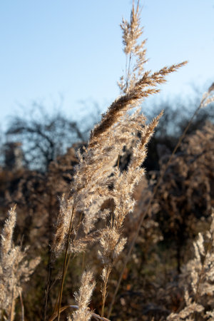 Dry brown stalk of field grass on blurred background close upの写真素材