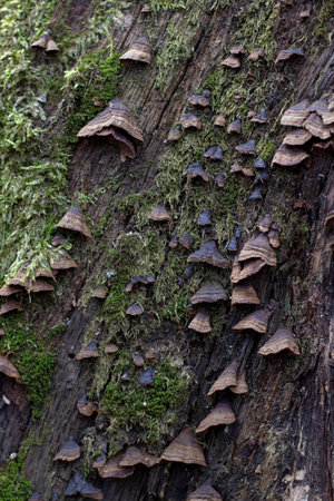 polypore Bracket fungi, or shelf fungi fruiting bodies called conks. on tree trunk front view