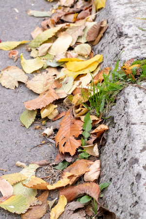 An autumn scene with fallen leaves on the side of road close upの写真素材