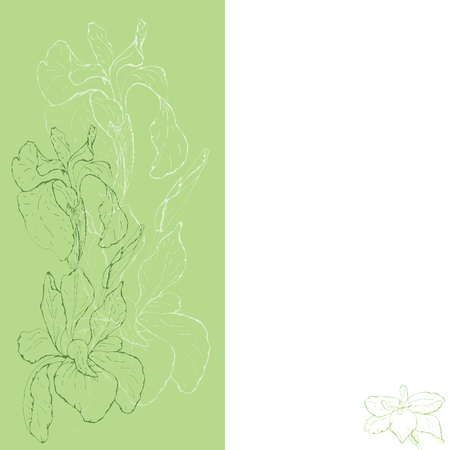 Green and white contour of iris flowers and place for text. On green background hand drawing iris contour. Place for congratulations to the celebration, the holiday on a white background.のイラスト素材
