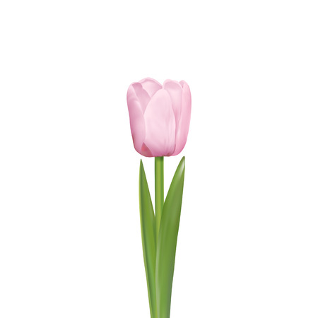 Light pink tulip with beautiful green leaves on a white background. Vector photo-realistic delicate flower for any festive decoration.のイラスト素材