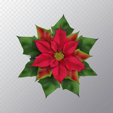 Christmas flower isolatedのイラスト素材
