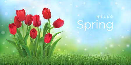 Hello spring. Red tulips and grass.