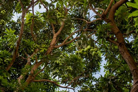 Mango tree with unripe fruits on the branches. Bottom-up view of a treeの写真素材