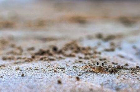 A young crab crawls out of its hole in the sand on the middle ground. Foreground and background blurredの写真素材