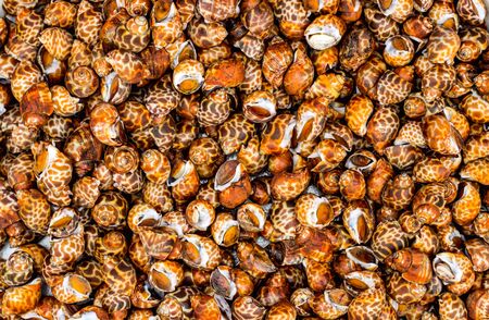 Many marine snails are brown-orange in color. Background snailsの写真素材