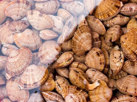 Many seashells from the South China Sea lie in the waterの写真素材