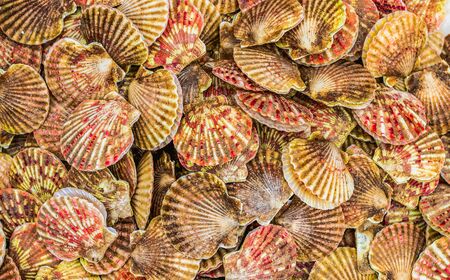 A pile of scallops with red-orange panzerm from the South China Seaの写真素材