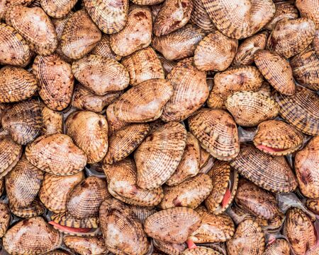 A lot of seashells from the South China Seaの写真素材
