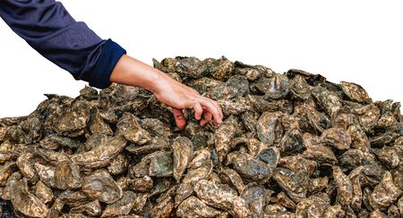 Female hand with wrapped sleeve takes one oyster from a pile of freshly caughtの写真素材