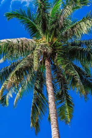 Big fluffy palm tree with coconuts against the blue skyの写真素材