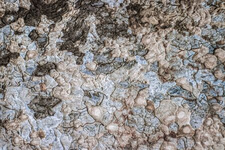 The bark of an old dried tree with cracks, shades and colorsの写真素材