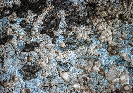 The bark of an old non-growing dried tree with mold. Black, Gray and Blue. Macroの写真素材
