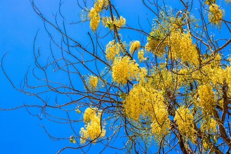 A tree without leaves with long yellow hanging flowers against a blue sky. Blooms in springの写真素材