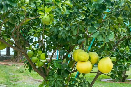 Pomelo citrus tree with ripe and green fruits on the branchesの写真素材