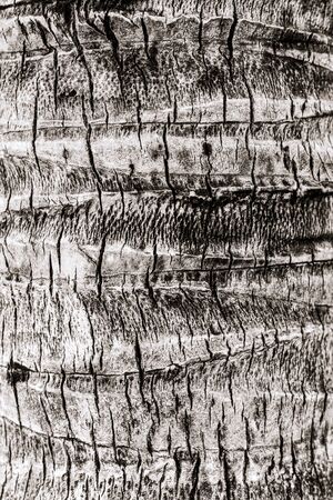 The structure of the surface of the bark of coconut palm gray-blackの写真素材