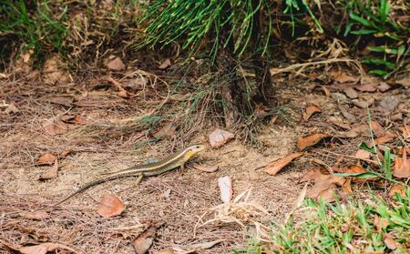 Golden lizard stands on the ground with dry leaves and grass near the tree trunkの写真素材