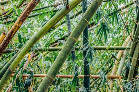 Green bamboo tree trunks and leaves in a rainforestの写真素材