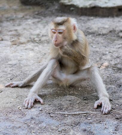 The monkey sits on the ground and hold his neck with his left hand, his right hand lies on the floor.の写真素材