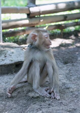 The monkey sits on the ground and looks to the left. A chain of a collar hangs on a neck. In the background a bamboo fenceの写真素材