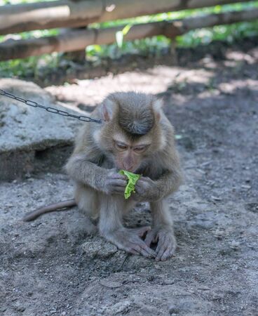 The monkey sits on the ground and eats a leaf of lettuce. A chain of a collar hangs on a neck. In the background a bamboo fenceの写真素材