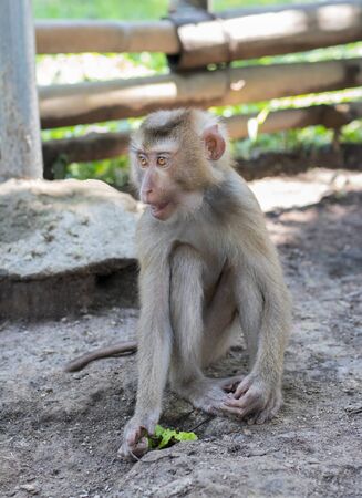 The monkey sits on the ground and looks to the right with wide eyes. In his right hand holds a leaf of lettuce. In the background a bamboo fenceの写真素材