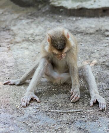 The monkey sits on the ground and examines the left hand, which lies on the floor.の写真素材