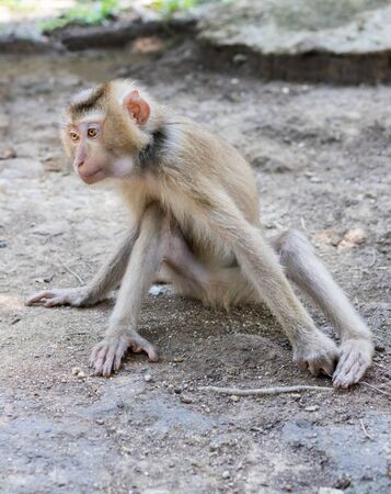 The monkey sits bent on the ground and looks to the right side, hands lie on the floor.の写真素材