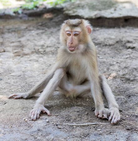The monkey sits on the ground with its mouth open and eyes wide, hands lie on the floor.の写真素材
