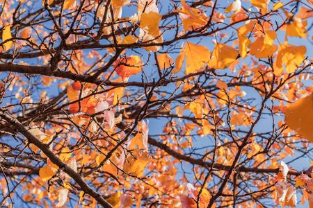 Yellow leaves on tree branches in the fall. Blue sky backgroundの写真素材