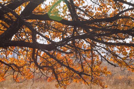 Yellow leaves on tree branches in the fall. Dry grass backgroundの写真素材