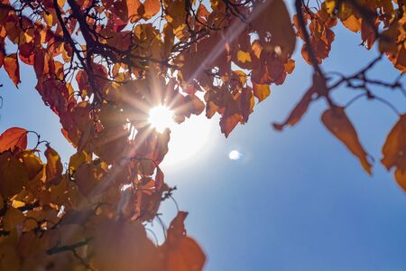 Sunlight on a blue sky and yellow-orange leaves on branches in autumnの写真素材