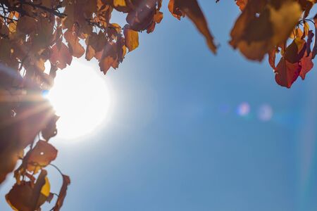 Sunlight on a blue sky and yellow-orange leaves on branches in autumnの写真素材