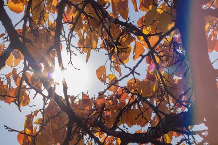 Sunlight on a blue sky and yellow-orange leaves on branches in autumnの写真素材