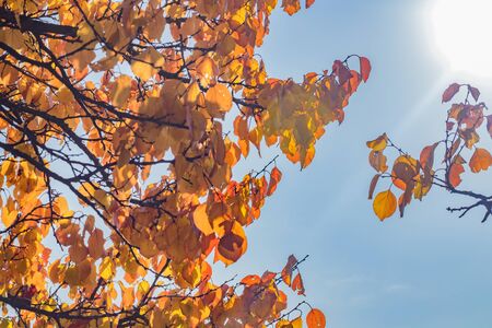 Sunlight on a blue sky and yellow-orange leaves on branches in autumnの写真素材