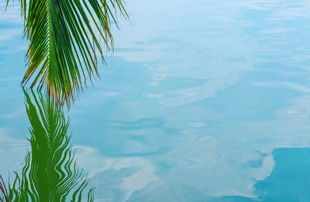 A dangling branch of a palm tree dipped in blue sea water and its reflection on the left. To the right is blue water with a reflection of the cloudsの写真素材