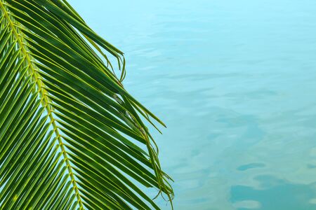 A hanging palm branch hangs on the left and blue sea water with clouds reflected on the rightの写真素材