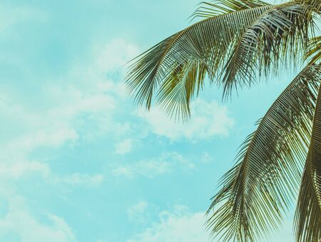 Right lush branches of a palm tree and left blue sky with white cloudsの写真素材