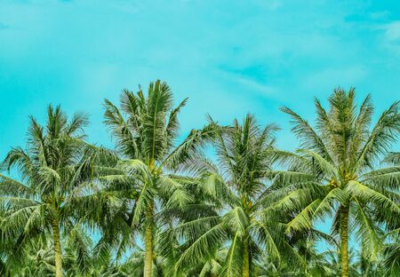 Four lush palm trees with coconuts and a blue sky on the backgroundの写真素材